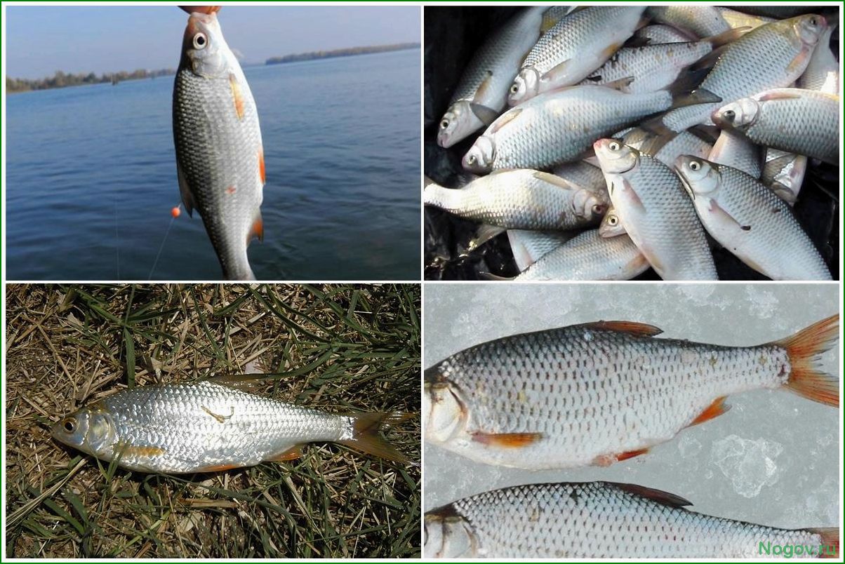 Тарань, как одна из популярных пресноводных рыб в нашем регионе и её особенности