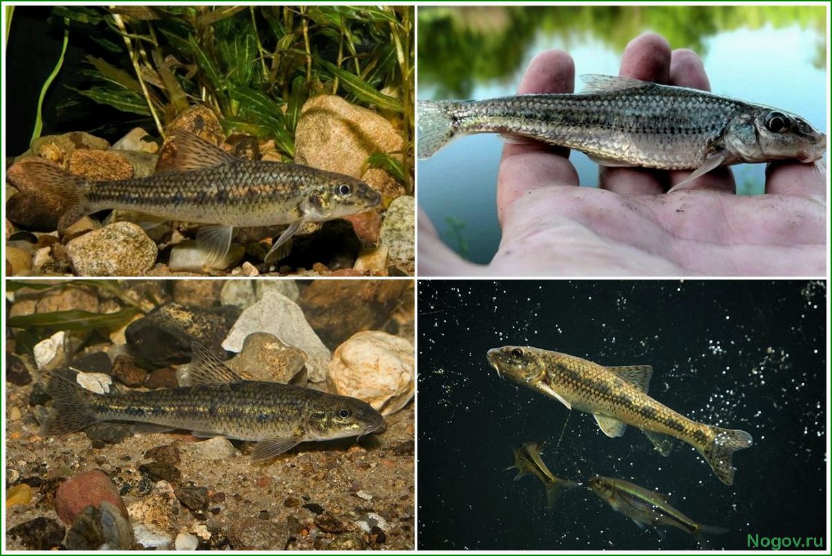 Особенности рыбы Пескарь и её естественная среда обитания в пресных водах
