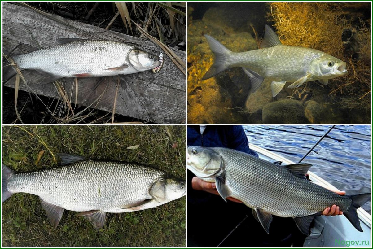 (жерех, особенности, поведения, среда, обитания) Жерех — особенности поведения и среда обитания в пресных водах России