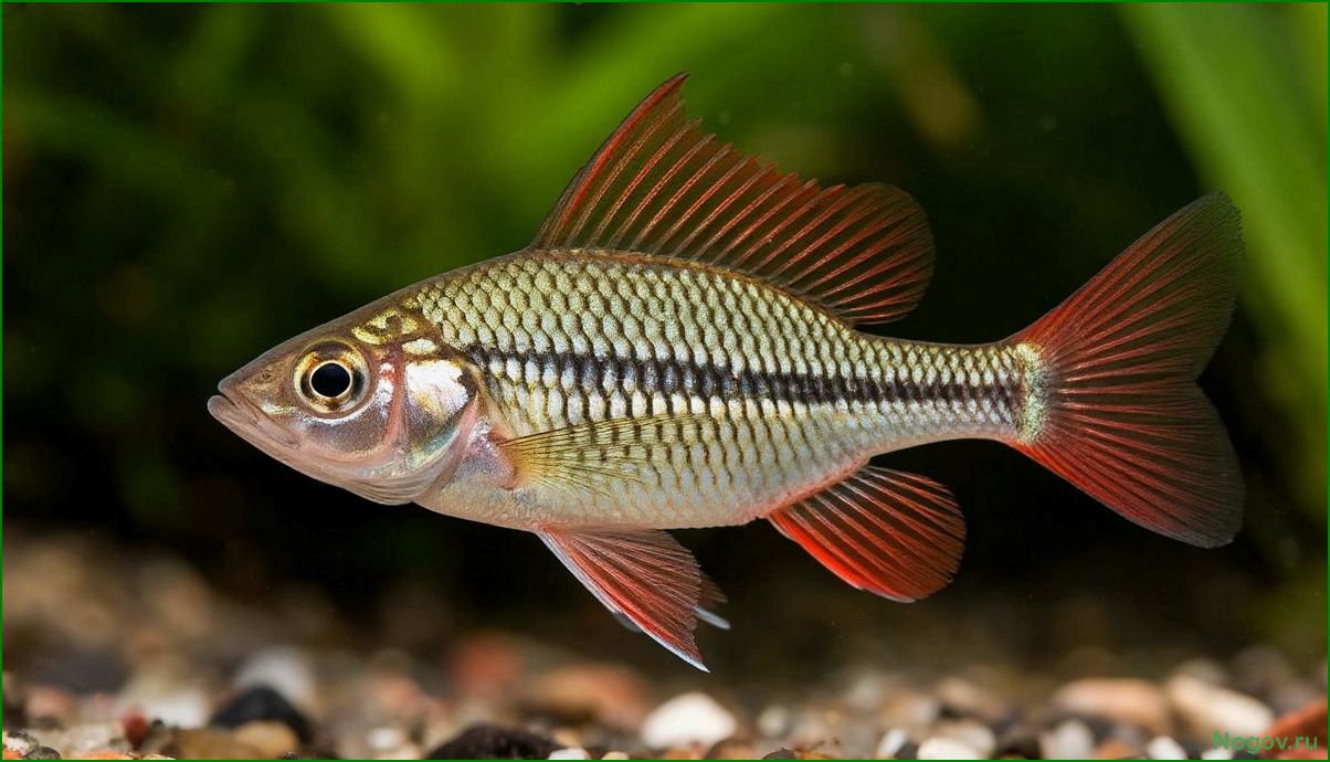 (густера, водоемах, россии, описание, характеристик) Густера в водоемах России: описание характеристик и особенности этого вида рыбы