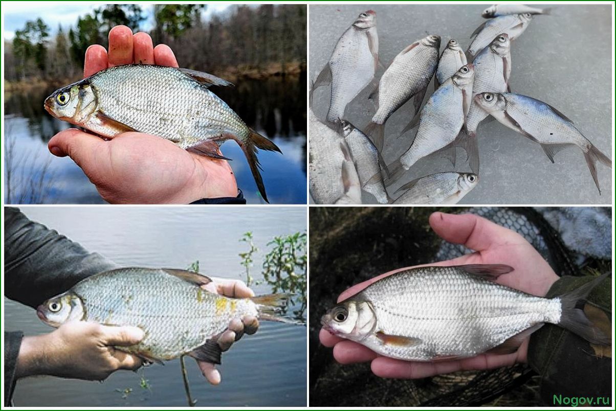 (густера, водоемах, россии, описание, характеристик) Густера в водоемах России: описание характеристик и особенности этого вида рыбы