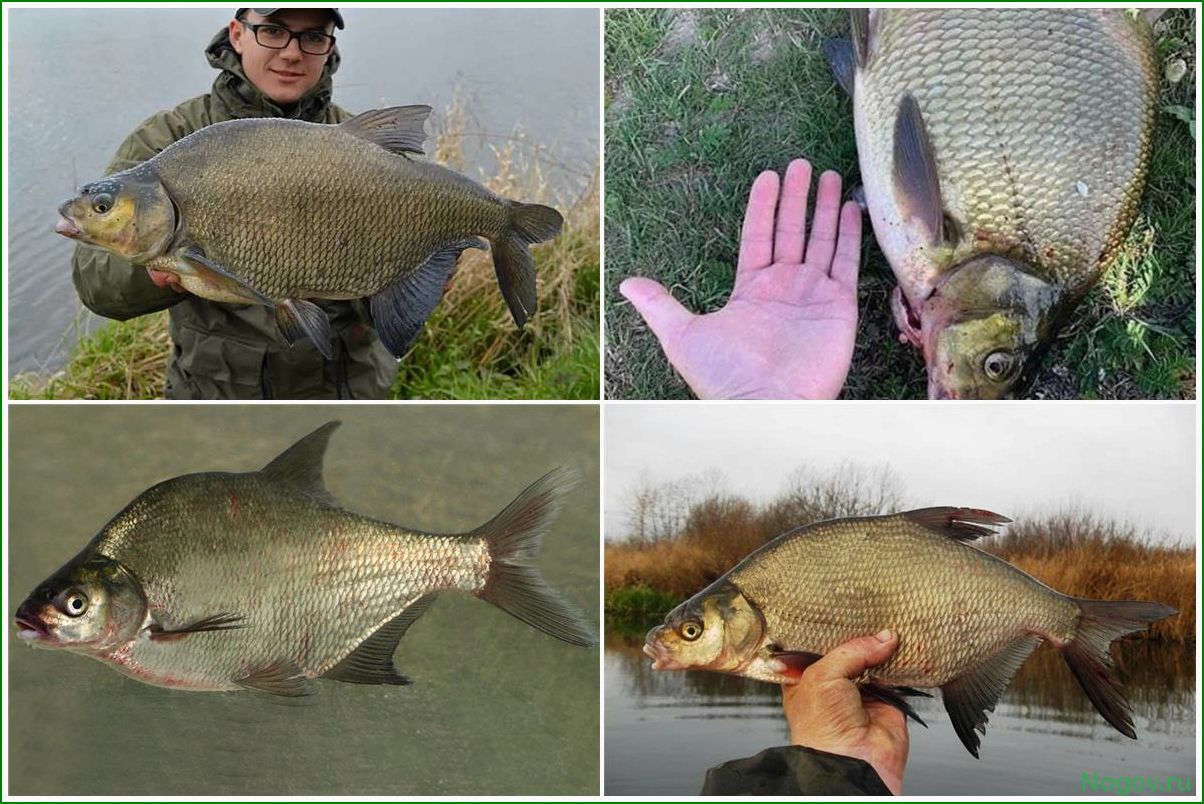 Лещ — особенности, среда обитания и значение в рыболовстве и экосистеме