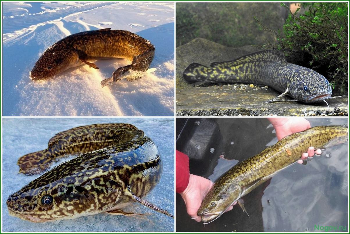 Налим, как рыба ловли и питания, особенности охоты на эту интересную рыбу