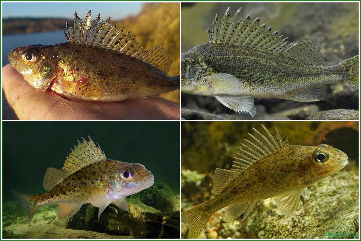 Рыба Ёрш, её биологические особенности и значение в экосистеме водоёмов