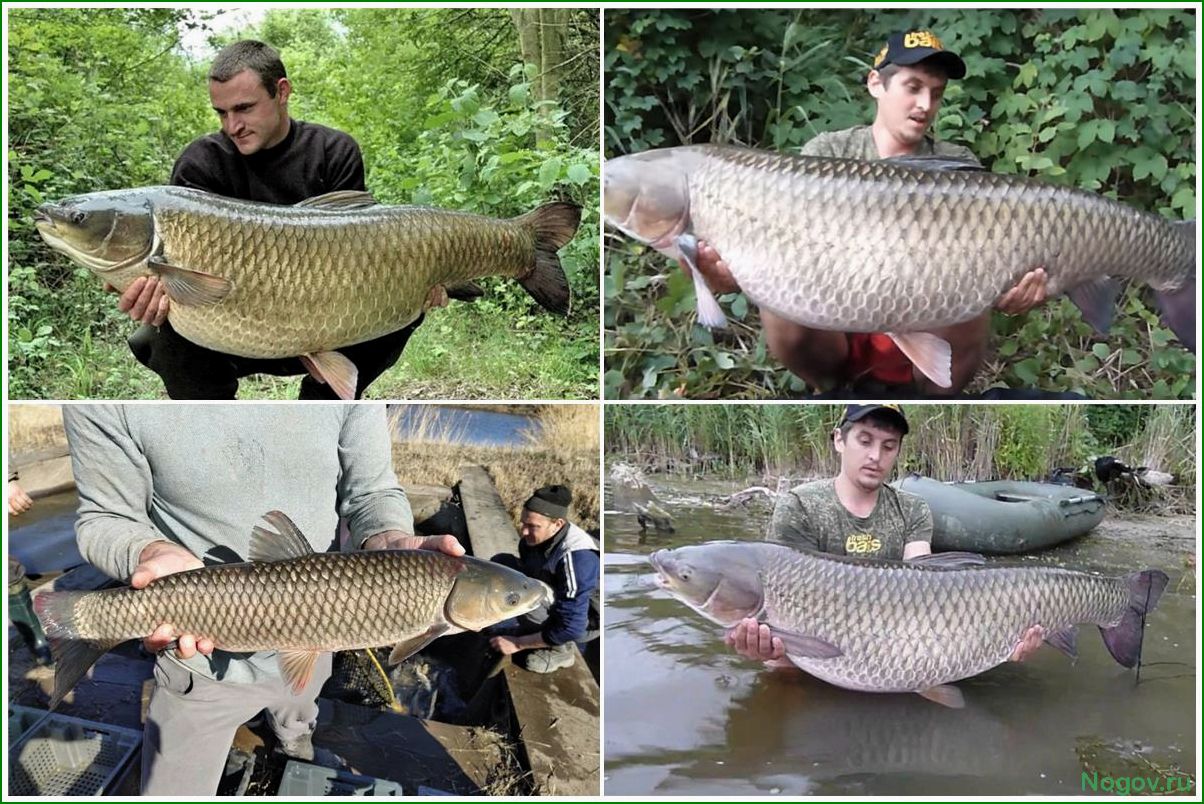 Особенности поведения и образа жизни белого амура в природной среде обитания