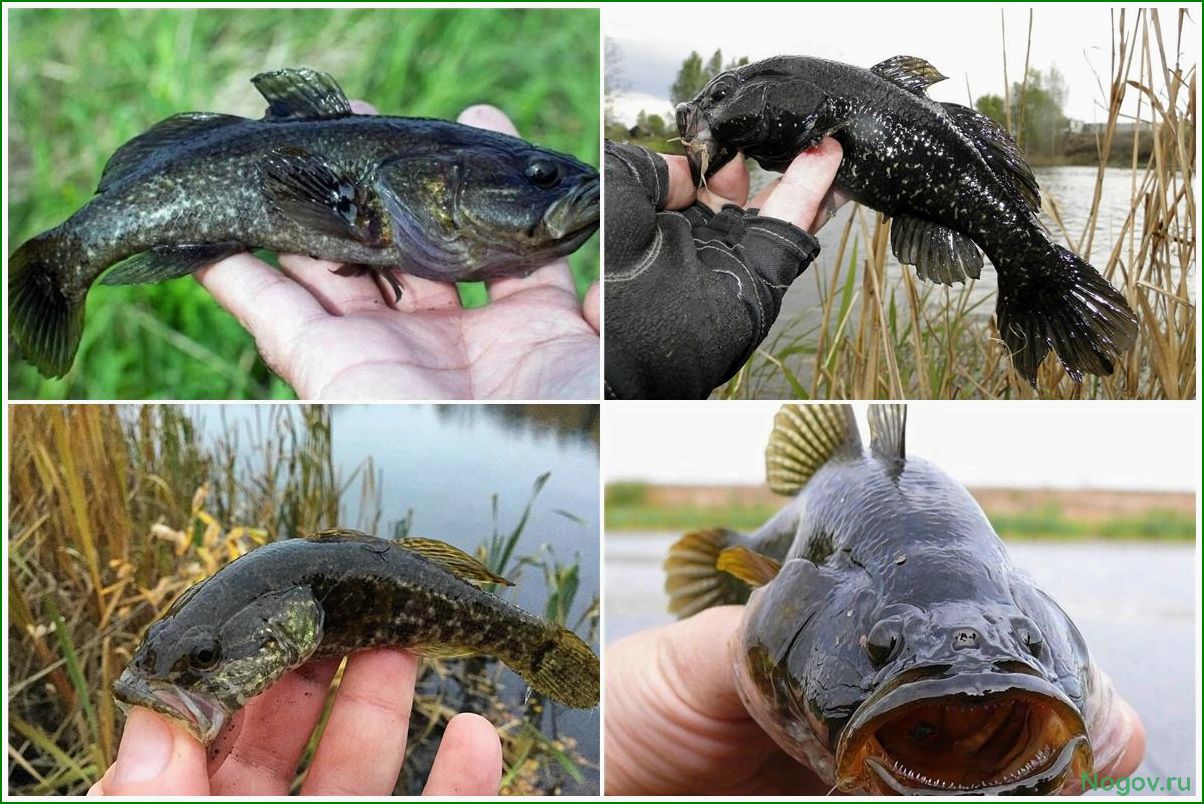 (ротан, рыба, уникальными, особенностями, распространением) Ротан, рыба с уникальными особенностями и распространением в водоемах России