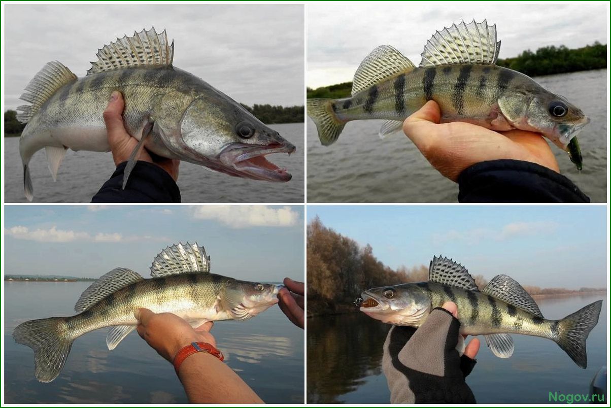 Все о рыбе Берш, ее особенностях среде обитания и способах ловли