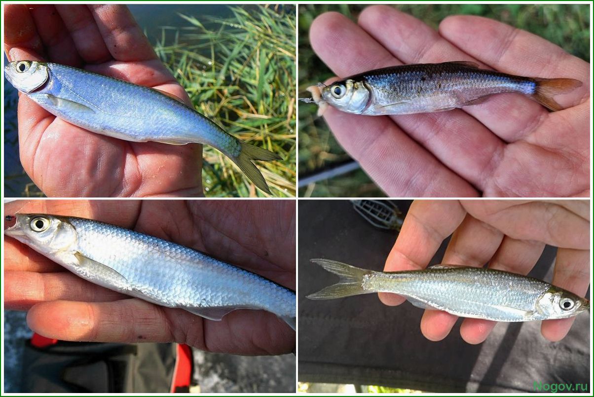 Верховка, как уникальный вид рыбы для аквариумов и прудов в России