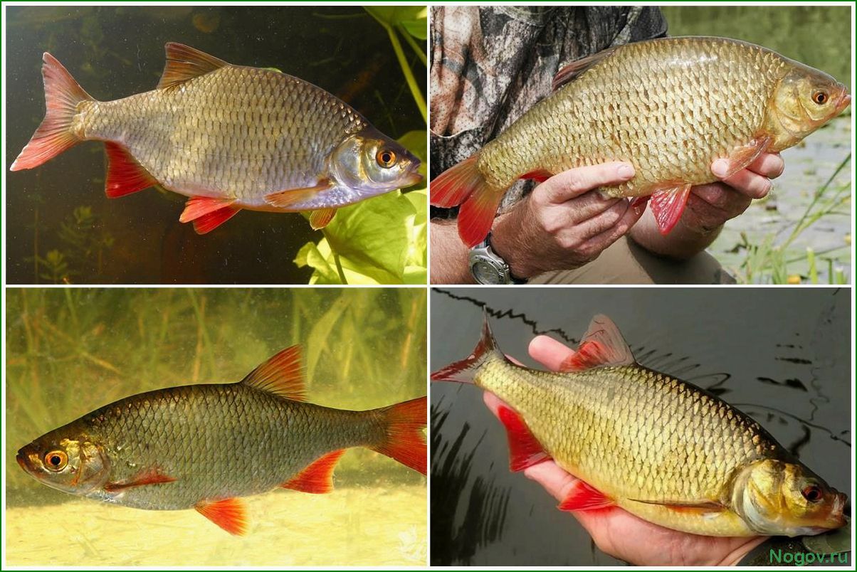 (красноперка, особенности, внешнего, вида, среды) Красноперка: особенности внешнего вида, среды обитания и привычки этой пресноводной рыбы