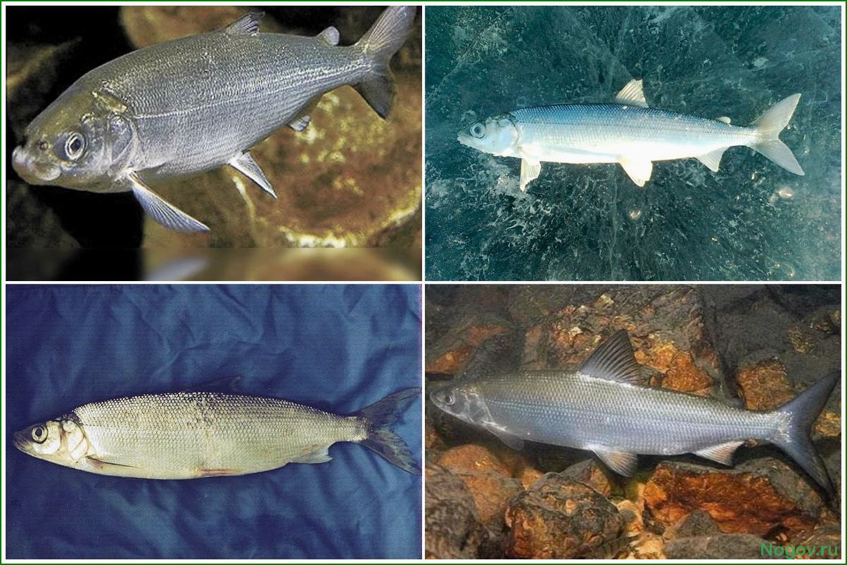 Омуль — уникальная рыба, ее особенности и место обитания в природе