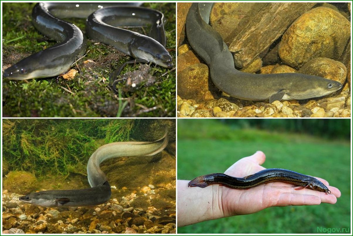 (особенности, поведения, экологии, речного, угря) Особенности поведения и экологии речного угря в естественной среде обитания