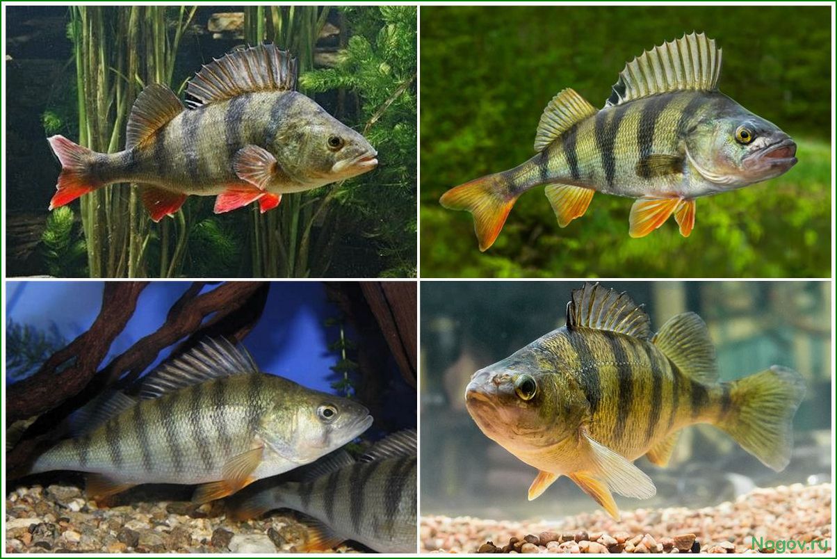 Рыбы окуни — их виды, особенности жизни и интересные факты о них