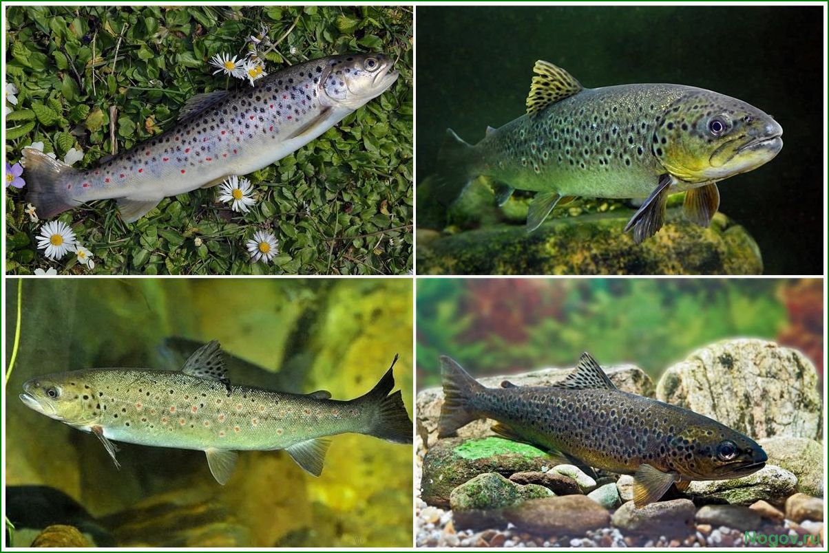 Форель ручьевая — особенности биологии и значение для экосистемы водоемов