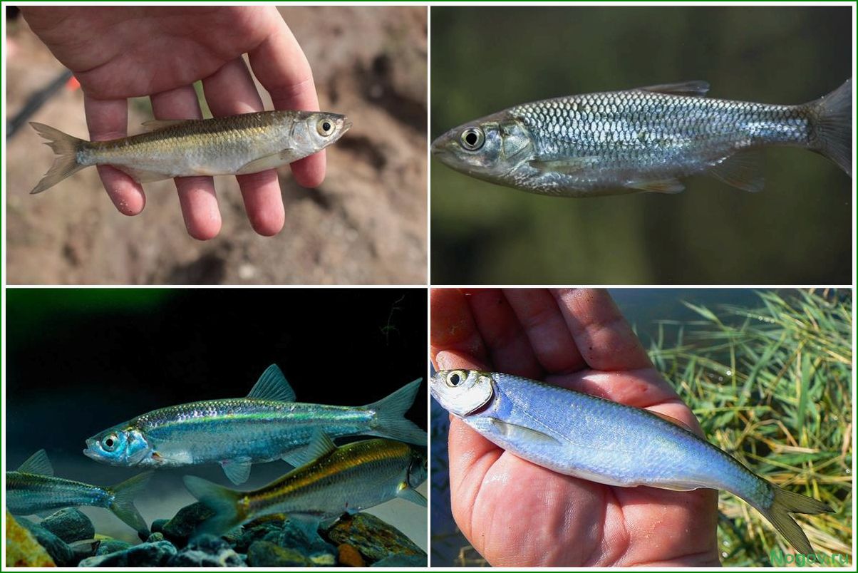 Характеристика уклейки и её места обитания в пресных водоемах России