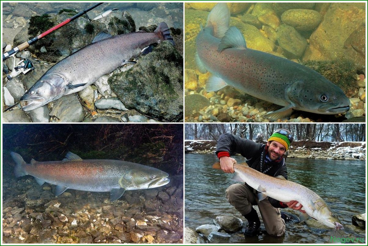 Особенности и среда обитания дунайского лосося в реках и озерах Европы