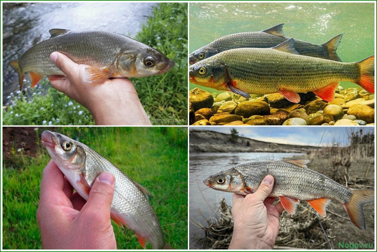 Подуст, как обитатель рек Европы особенности внешнего вида и повадки